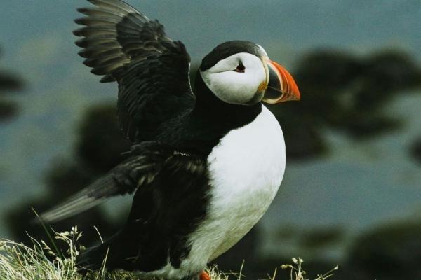 Severni sij na Islandiji