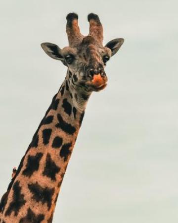 Kenija, Afrika, žirafa, safari