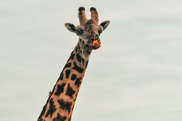 Safari in počitnice v Keniji