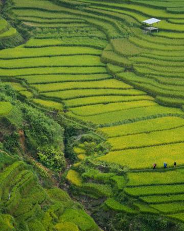 Vietnam, Azija, tura, zelenice