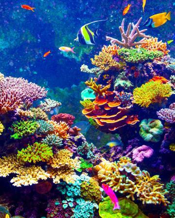 Južni Pacifik, morje, korale