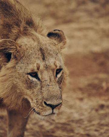 Južna Afrika, safari, lev