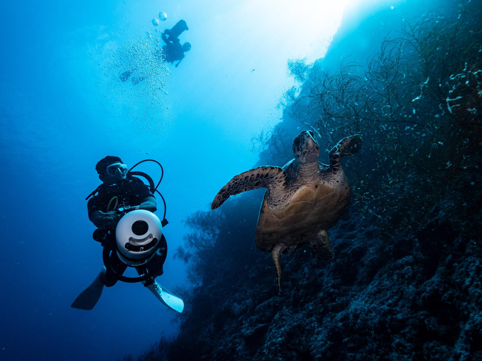 Šri Lanka, Maldivi, Dubaj, morje, želva, potapljanje