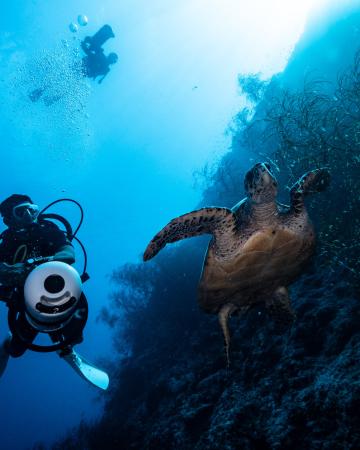 Šri Lanka, Maldivi, Dubaj, morje, želva, potapljanje