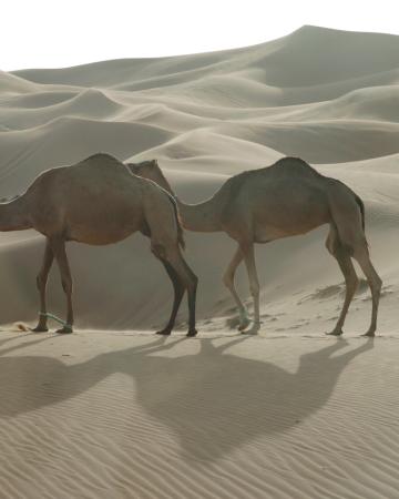 Jumeirah Al Naseem *****, Dubaj