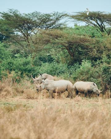 Tanzanijski safari in počitnice na Zanzibarju