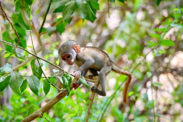 Potovanje po Gambiji