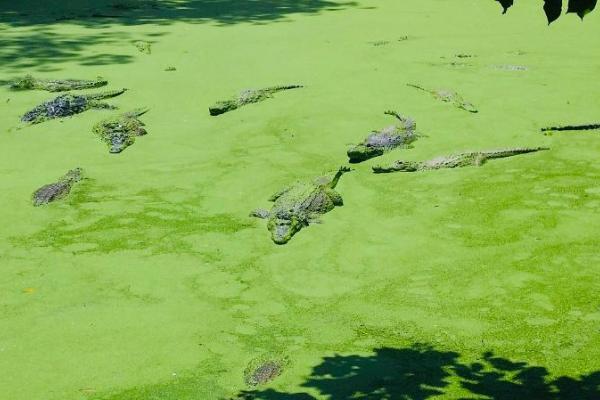 Potovanje po Gambiji