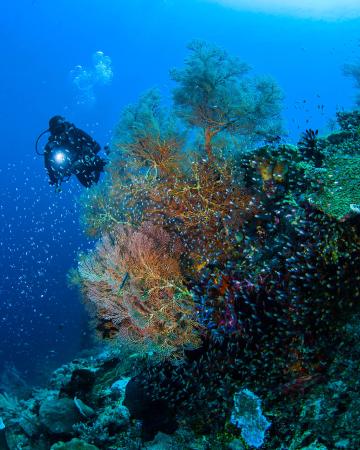 COMO Shambala Estate *****, Bali, Indonezija