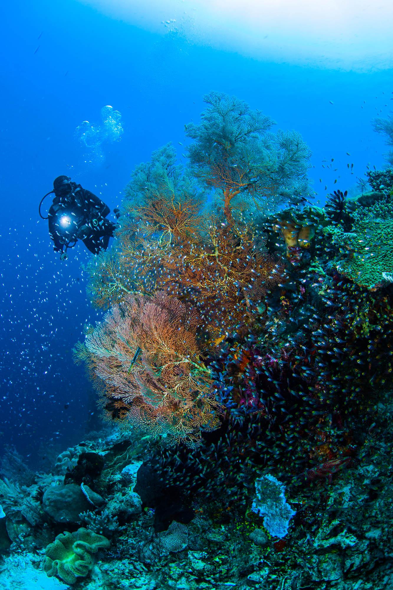 COMO Shambala Estate *****, Bali, Indonezija