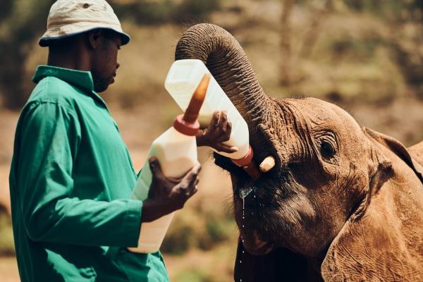 Safari v Botswani in Viktorijini slapovi v Zimbabveju