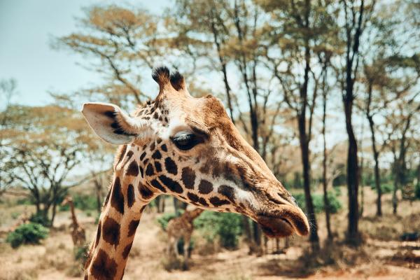 Safari v Botswani in Viktorijini slapovi v Zimbabveju
