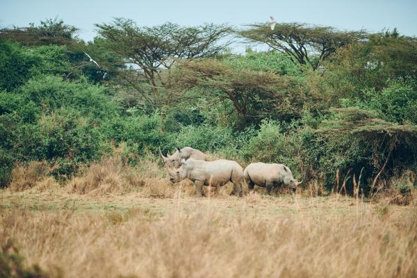 Divja Tanzanija: Safari življenja