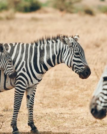 Divja Tanzanija: Safari življenja