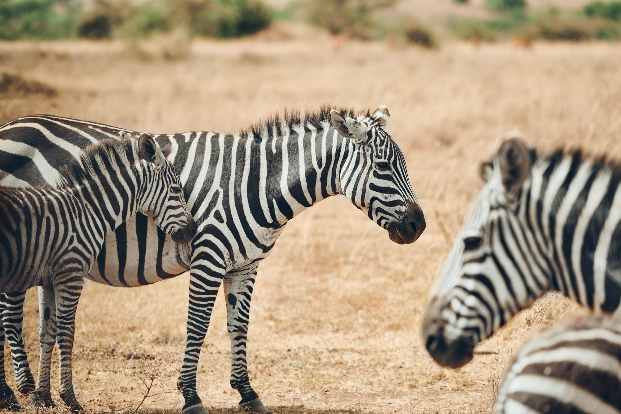 Divja Tanzanija: Safari življenja