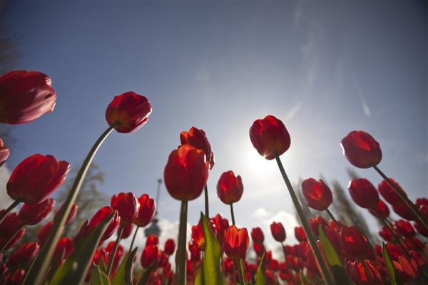 Amsterdam City break