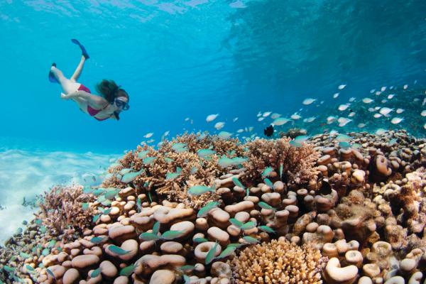 plaža, Maldivi, morje, korale, potapljanje, plavanje