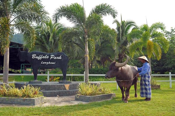Malezija, domačin, palme, živali