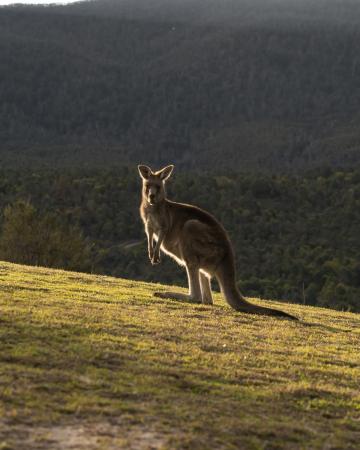 Vzhodna obala Avstralije -  self drive