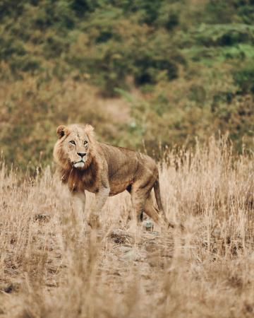 Tanzanijski safari in počitnice na Zanzibarju