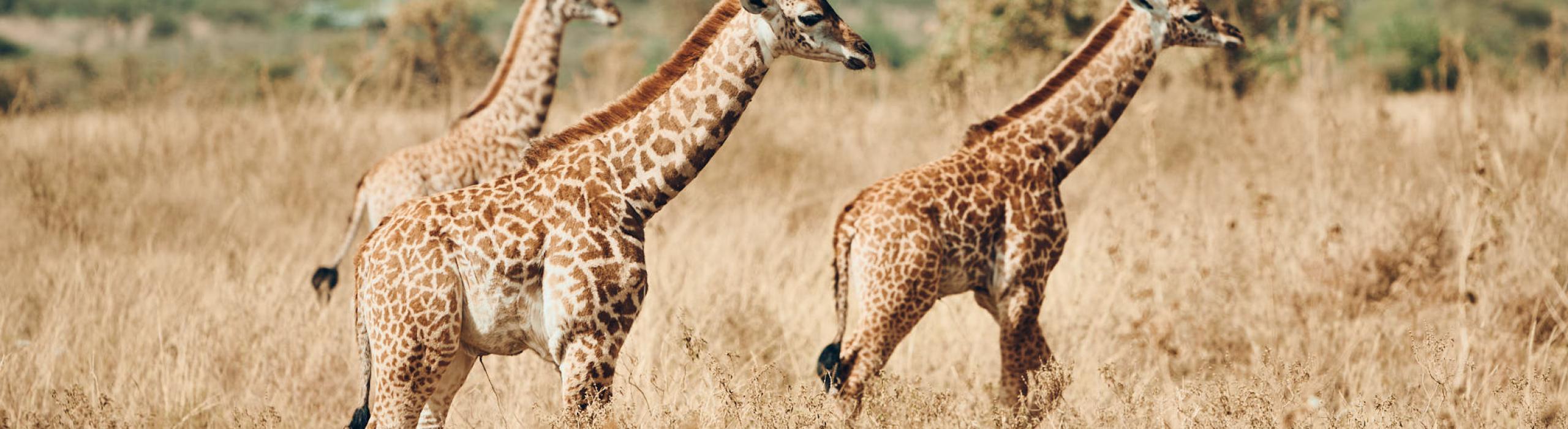 Tanzanijski safari in počitnice na Zanzibarju