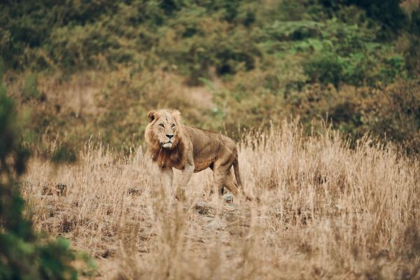 Tanzanijski safari in počitnice na Zanzibarju
