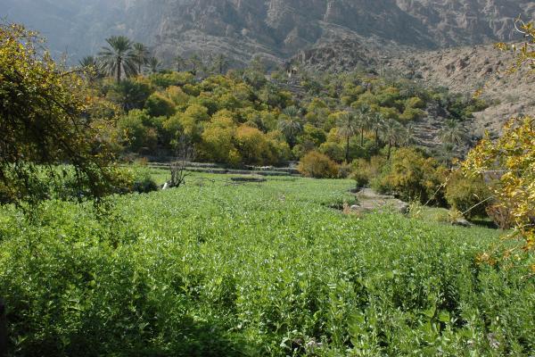 Anantara Al Jabal Al Akhdar Resort*****, Oman