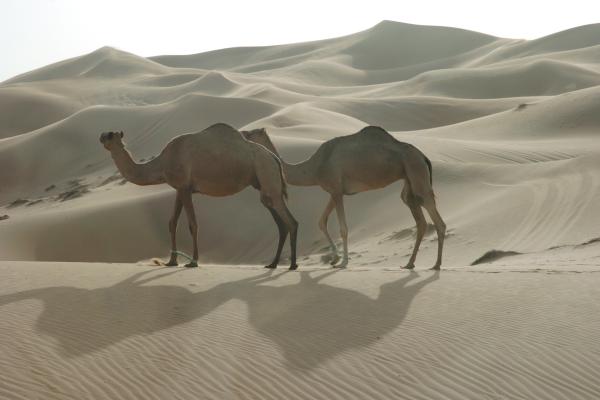 Jumeirah Al Naseem *****, Dubaj