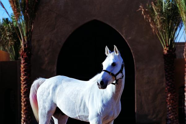 Waldorf Astoria The Palm *****, Dubaj