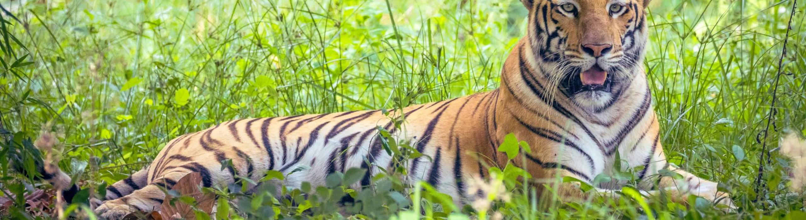 Indija, tiger