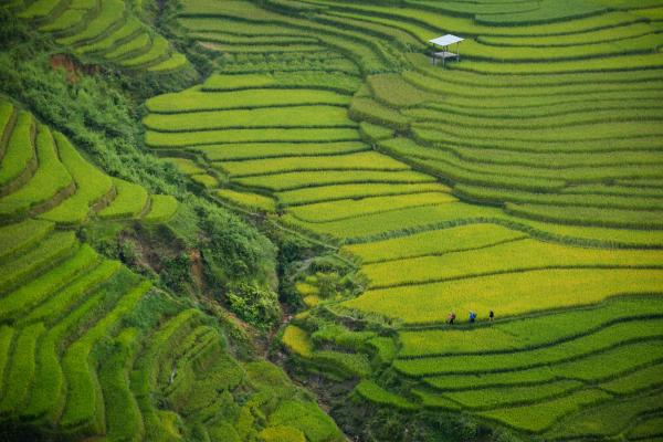 Vietnam Tour - Hanoi, Tonkin, Hoi An, Saigon, Delta Mekong