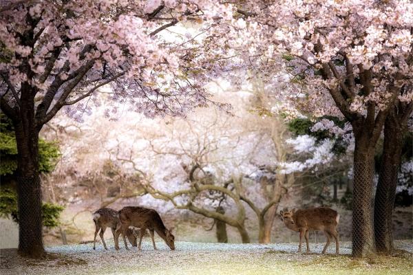 Japonska, Azija, mesto, srne, drevesa, park