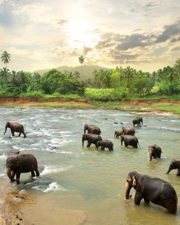 Šri Lanka, Maldivi in Dubaj tour
