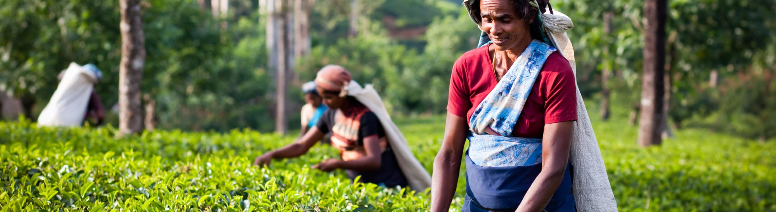 Šri Lanka, Maldivi in Dubaj tour