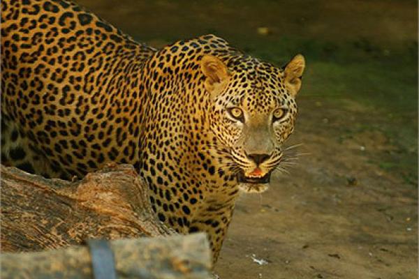 Šri Lanka, otok, tiger, leopard, gepard