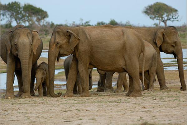 Šri Lanka, otok, sloni