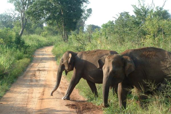Šri Lanka, otok, sloni, safari