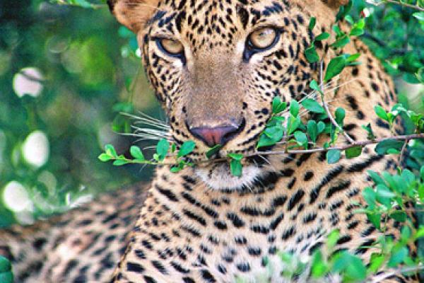 Šri Lanka, otok, narava, safari, leopard, gepard