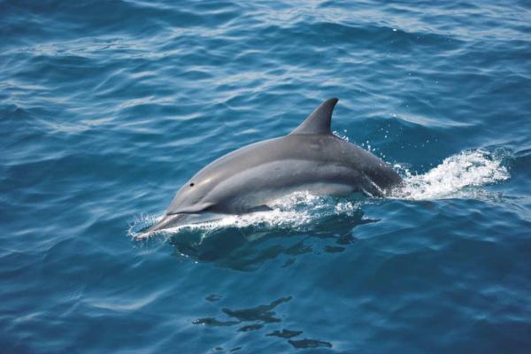 Šri Lanka, otok, morje, delfin